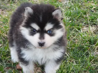 Pomsky dogs for sale: Arney - Ad 3