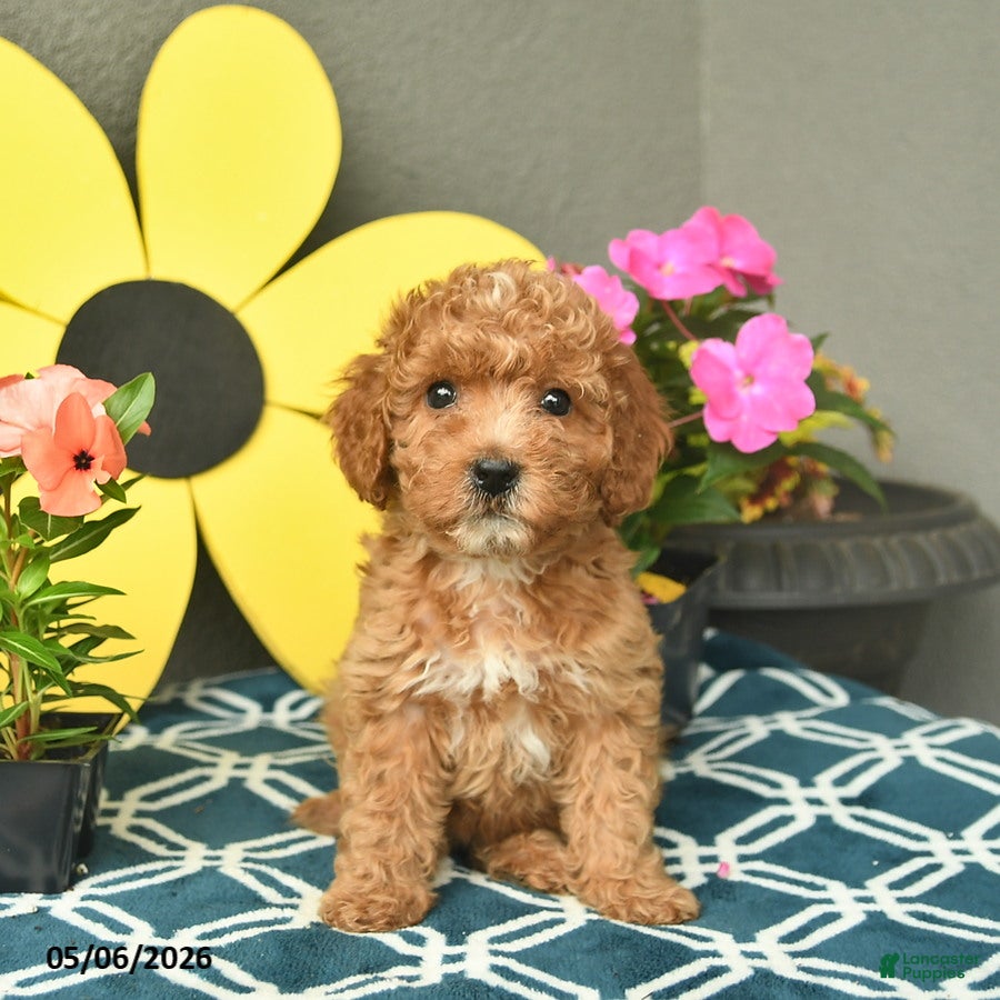Mini Goldendoodle dogs for sale: Summer  - Ad 3