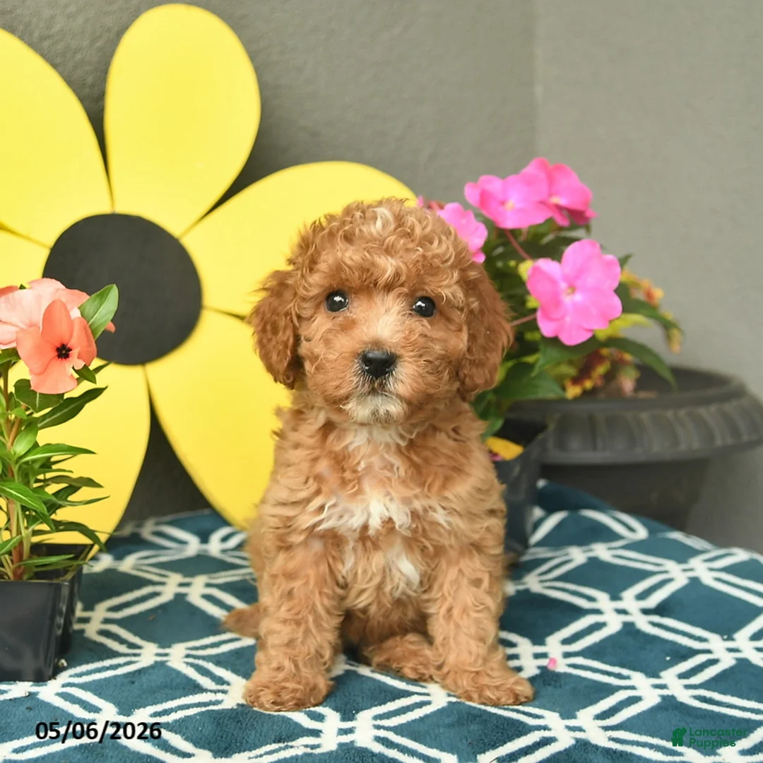 Mini Goldendoodle dogs for sale: Summer  - Ad 1