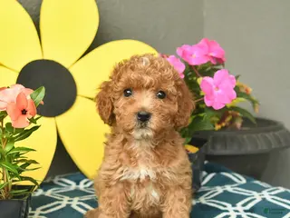 Mini Goldendoodle dogs for sale: Summer - Ad 3