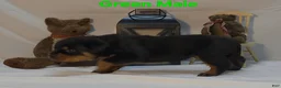 Rottweiler dogs for sale: Green - Ad 3
