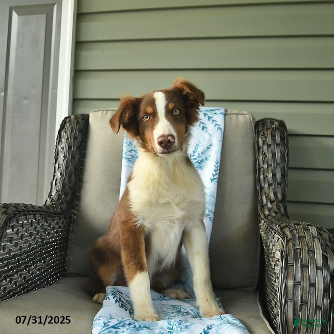 Australian Shepherd Fully Trained Border Collie For Sale Collie
