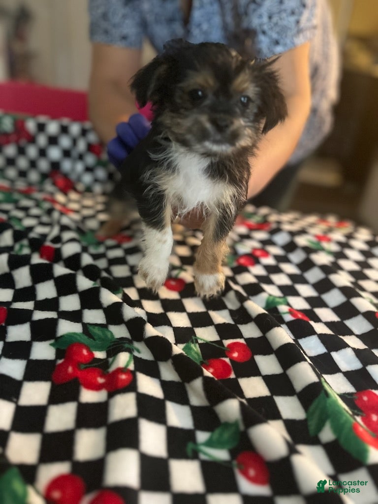 Shorkie dogs Shorkie Puppy 5 - Ad 15