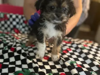 Shorkie dogs Shorkie Puppy 5 - Ad 15