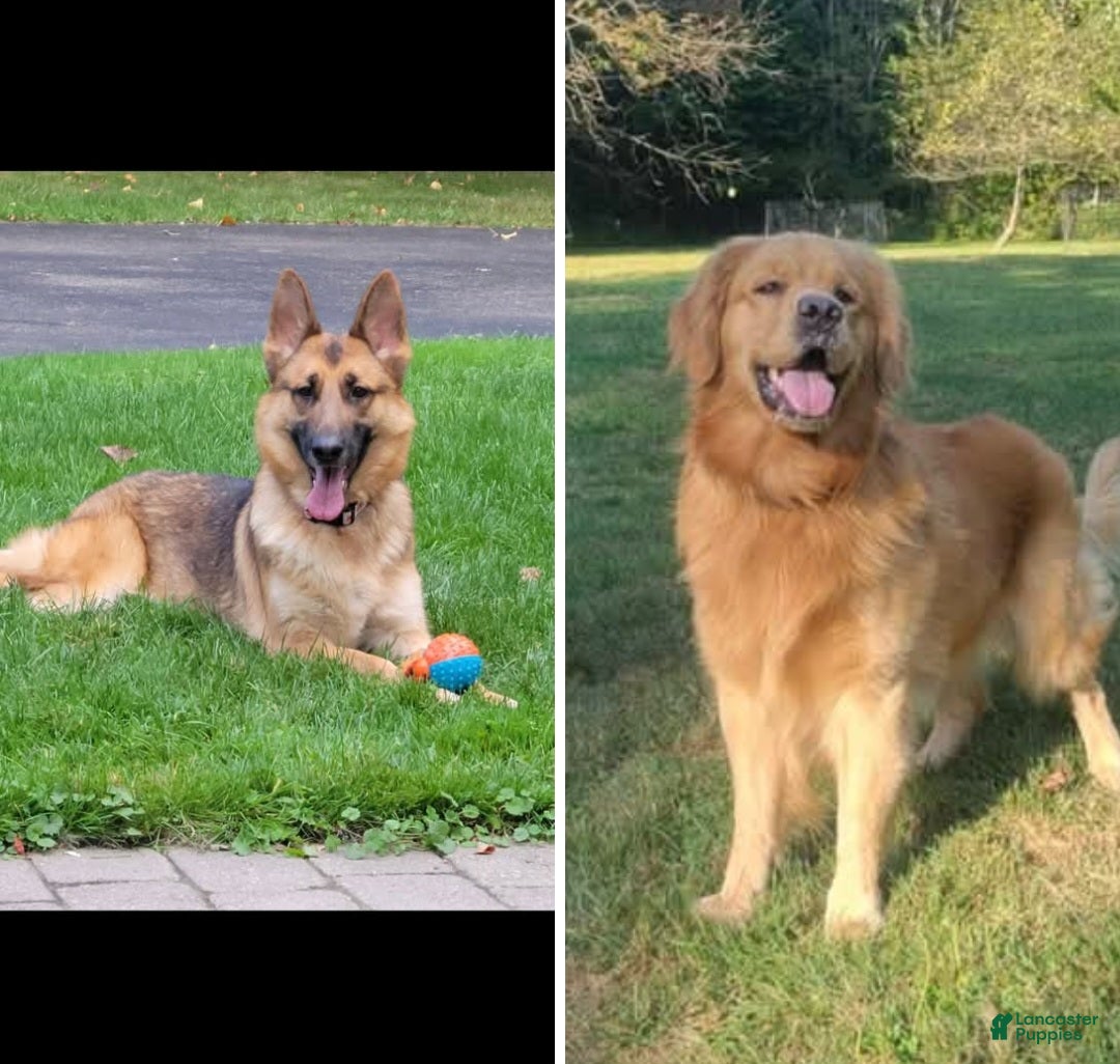 Mixed Breed dogs for sale: Golden shepherd yellow - Ad 2