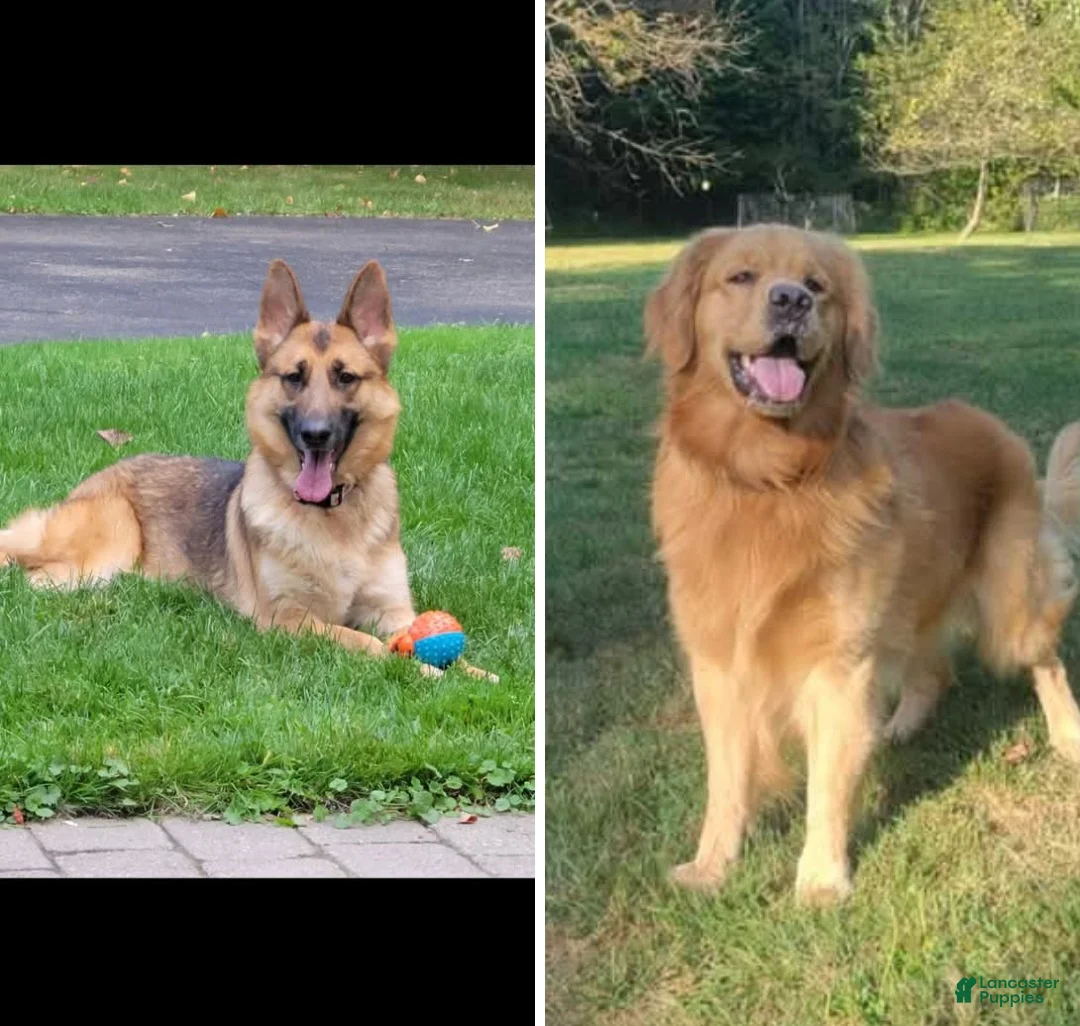 Mixed Breed dogs for sale: Golden shepherd white - Ad 7