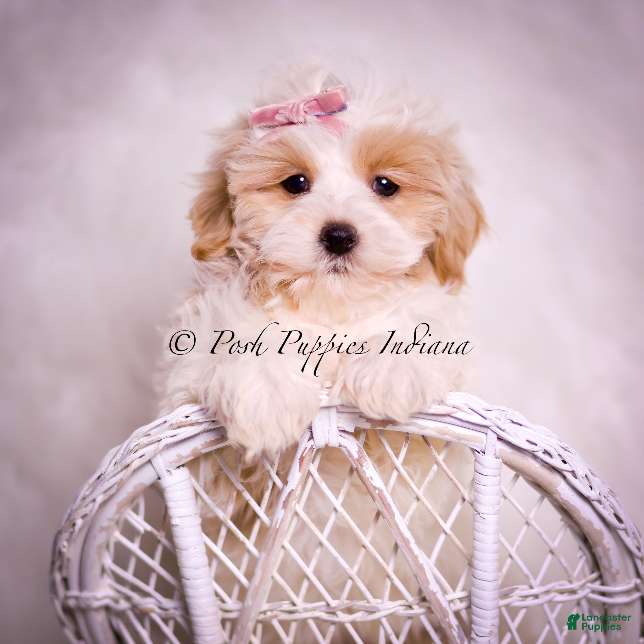 Maltipoo dogs Willow - Ad 10