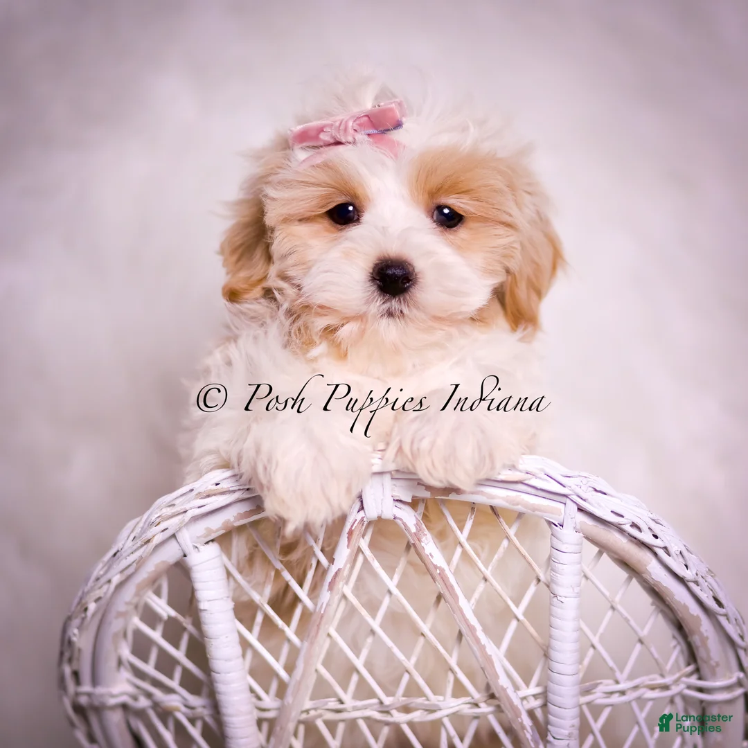 Maltipoo dogs for sale: Willow - Ad 1