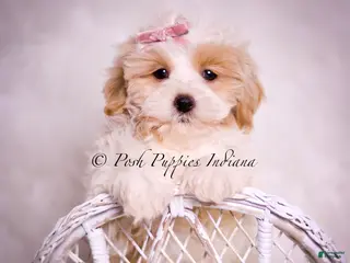 Maltipoo dogs Willow - Ad 10