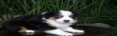 Rascal