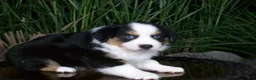 Miniature Australian Shepherd dogs for sale: Rascal - Ad 1