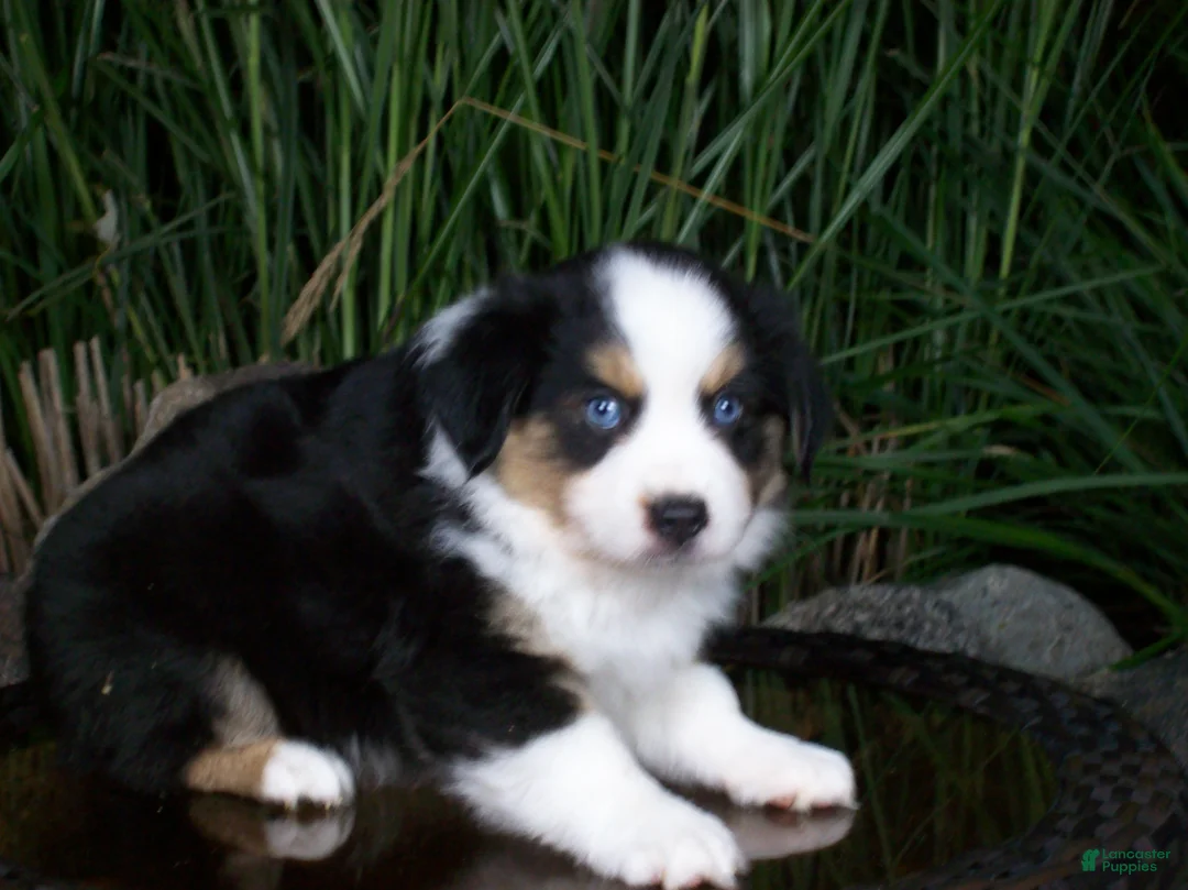 Miniature Australian Shepherd dogs for sale: Rascal - Ad 1