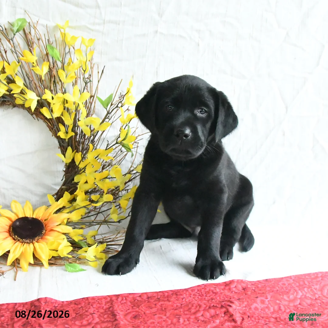 Labrador Retriever dogs for sale: Kaseko - Ad 1