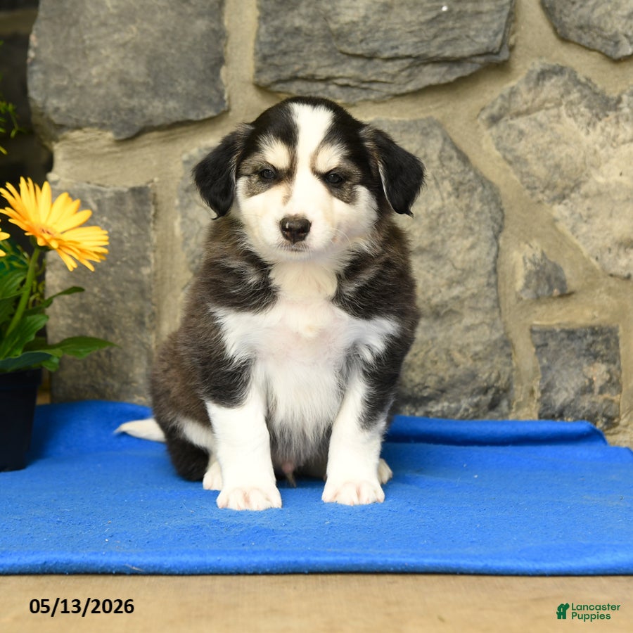 Border Collie dogs Kody - Ad 2
