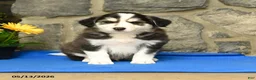 Border Collie dogs for sale: Kody - Ad 2