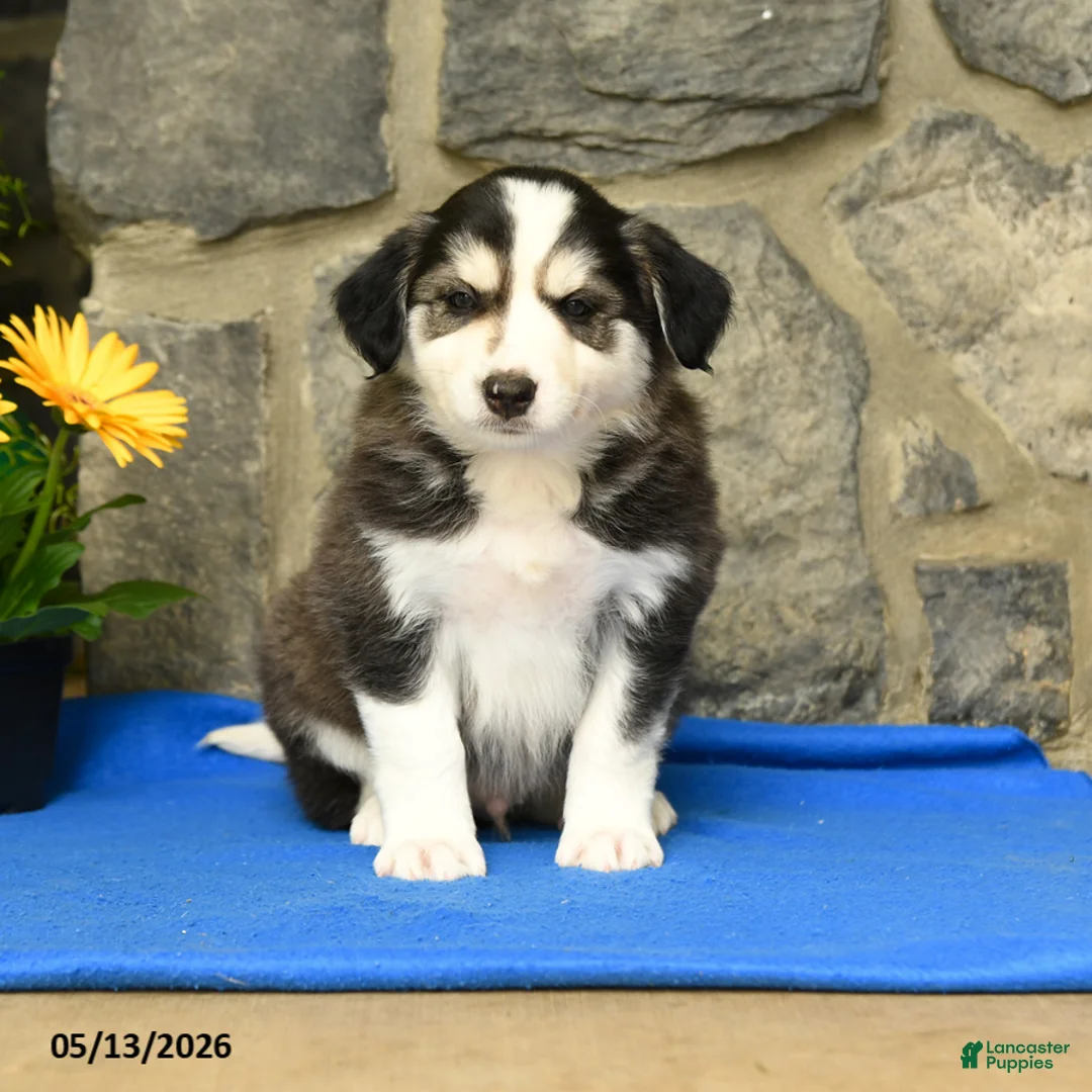 Border Collie dogs for sale: Kody - Ad 2
