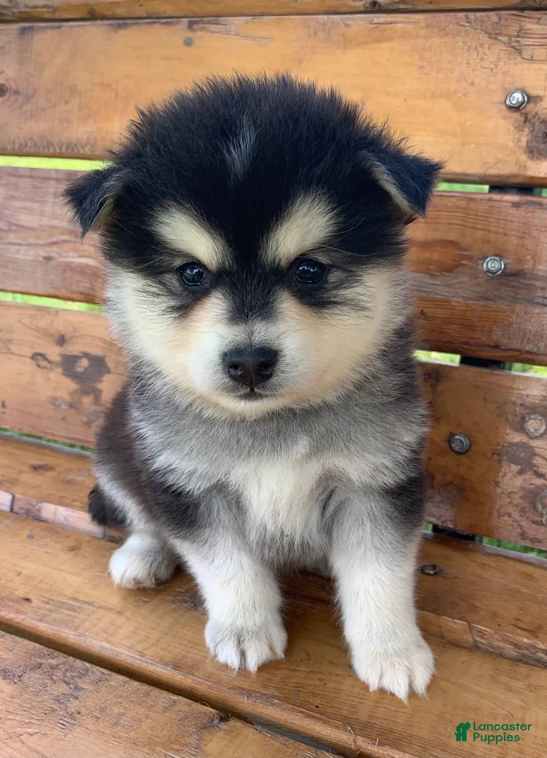 Alaskan Klee Kai dogs for sale: Precious Charlie~! - Ad 2