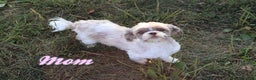 Shihpoo dogs for sale: Evon - Ad 9