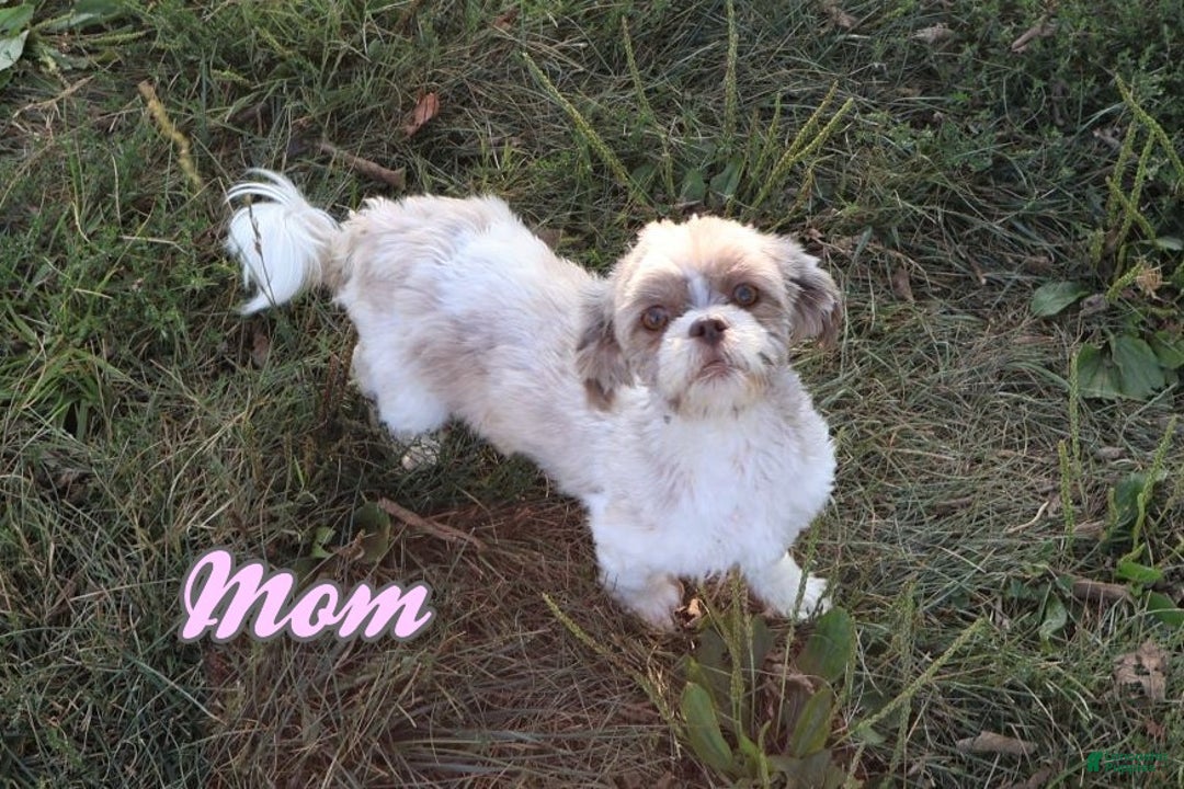 Shihpoo dogs for sale: Evon - Ad 9