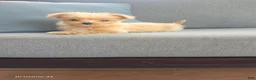Yorkiepoo dogs for sale: Yorkiepoo 3 - Ad 2