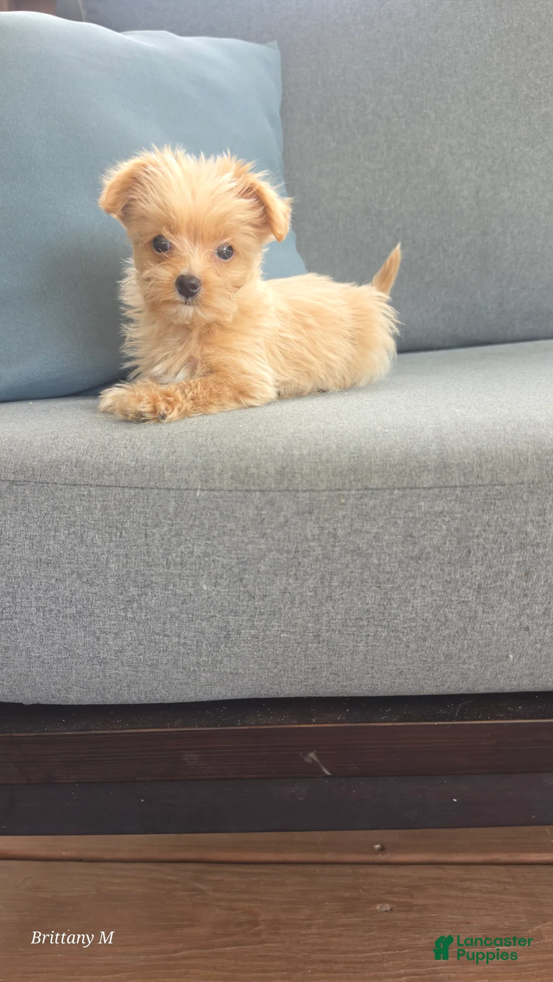 Yorkiepoo dogs for sale: Yorkiepoo 3 - Ad 2