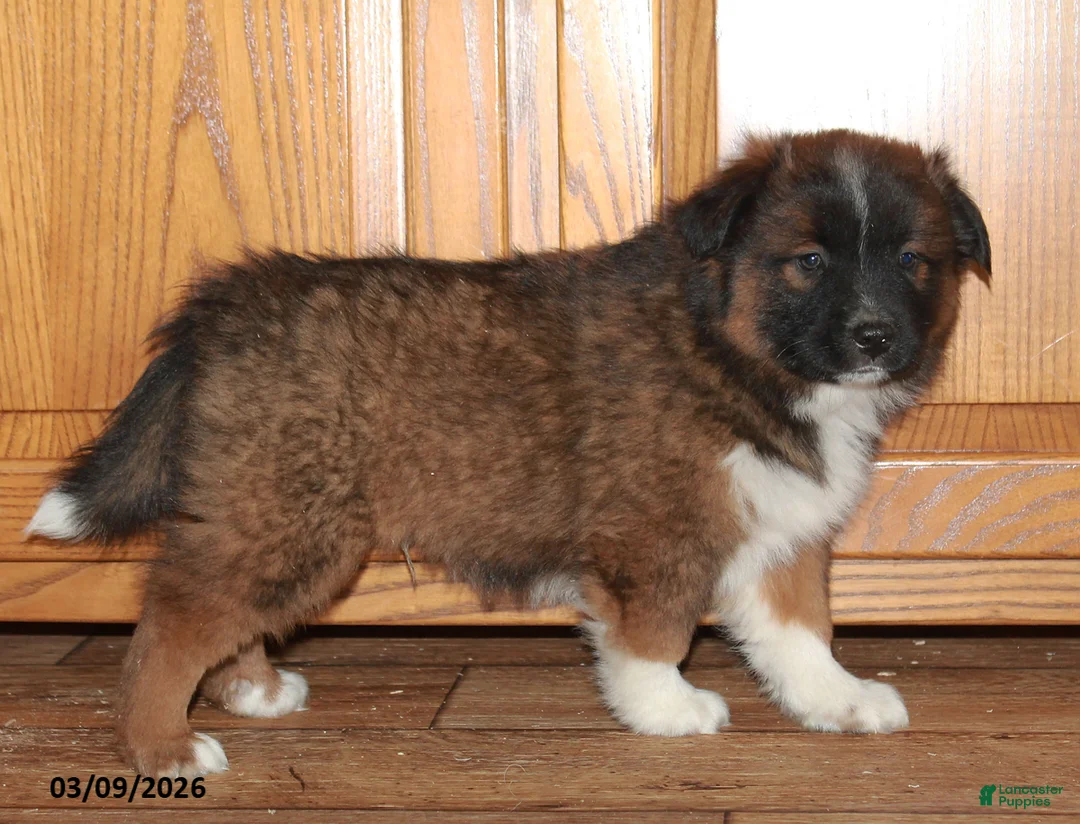 Mixed Breed dogs for sale: Matthew - Ad 3