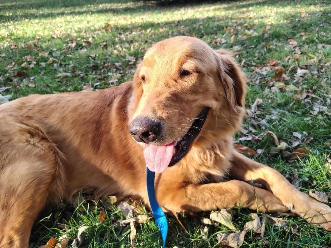 Golden Retriever dogs for sale: Koda - Ad 2