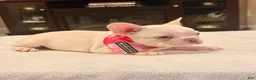 French Bulldog dogs for sale: 5 - Lilac Cream Female - Ad 3
