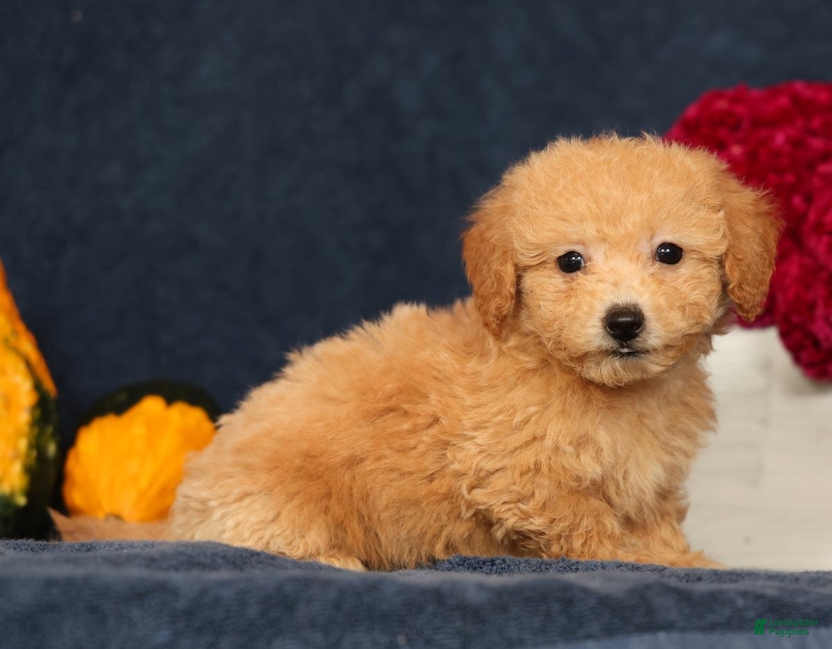 Bichpoo dogs for sale: Olive - Ad 1