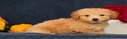 Bichpoo dogs for sale: Olive - Ad 1