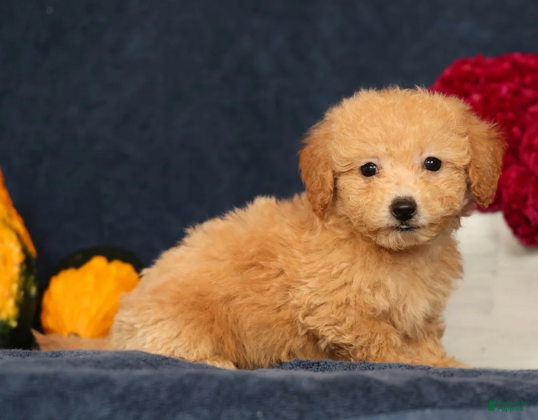 Bichpoo dogs for sale: Olive - Ad 1