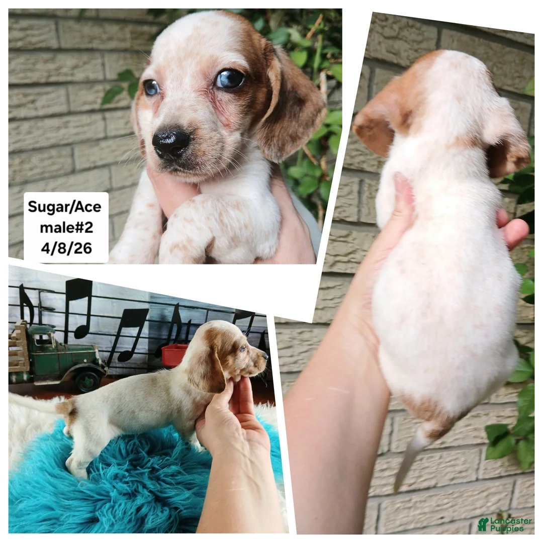 Miniature Dachshund dogs for sale: Sugar pies blue eyed white boy. Hand delivery  - Ad 2