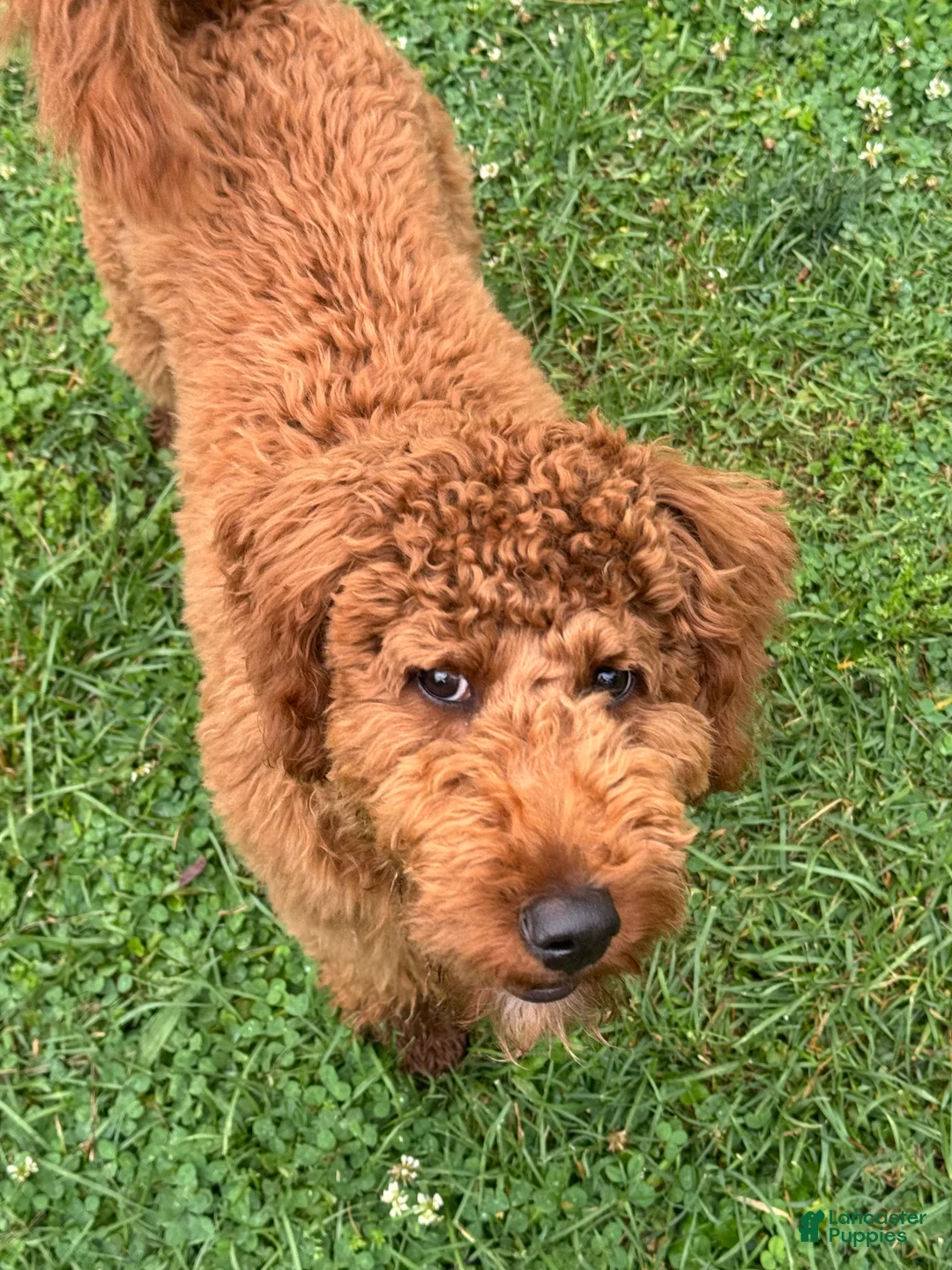 Mini Goldendoodle dogs for sale: Mini Goldendoodle Puppy 2 - Ad 2