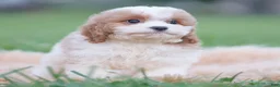 Cavapoo dogs for sale: Sable - Ad 4