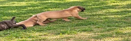 Cane Corso dogs for sale: Cane Corso 2 - Ad 2