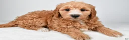 Mini Goldendoodle dogs for sale: Maria - Ad 4