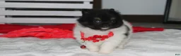 Pomeranian dogs for sale: Ziggy - Ad 5