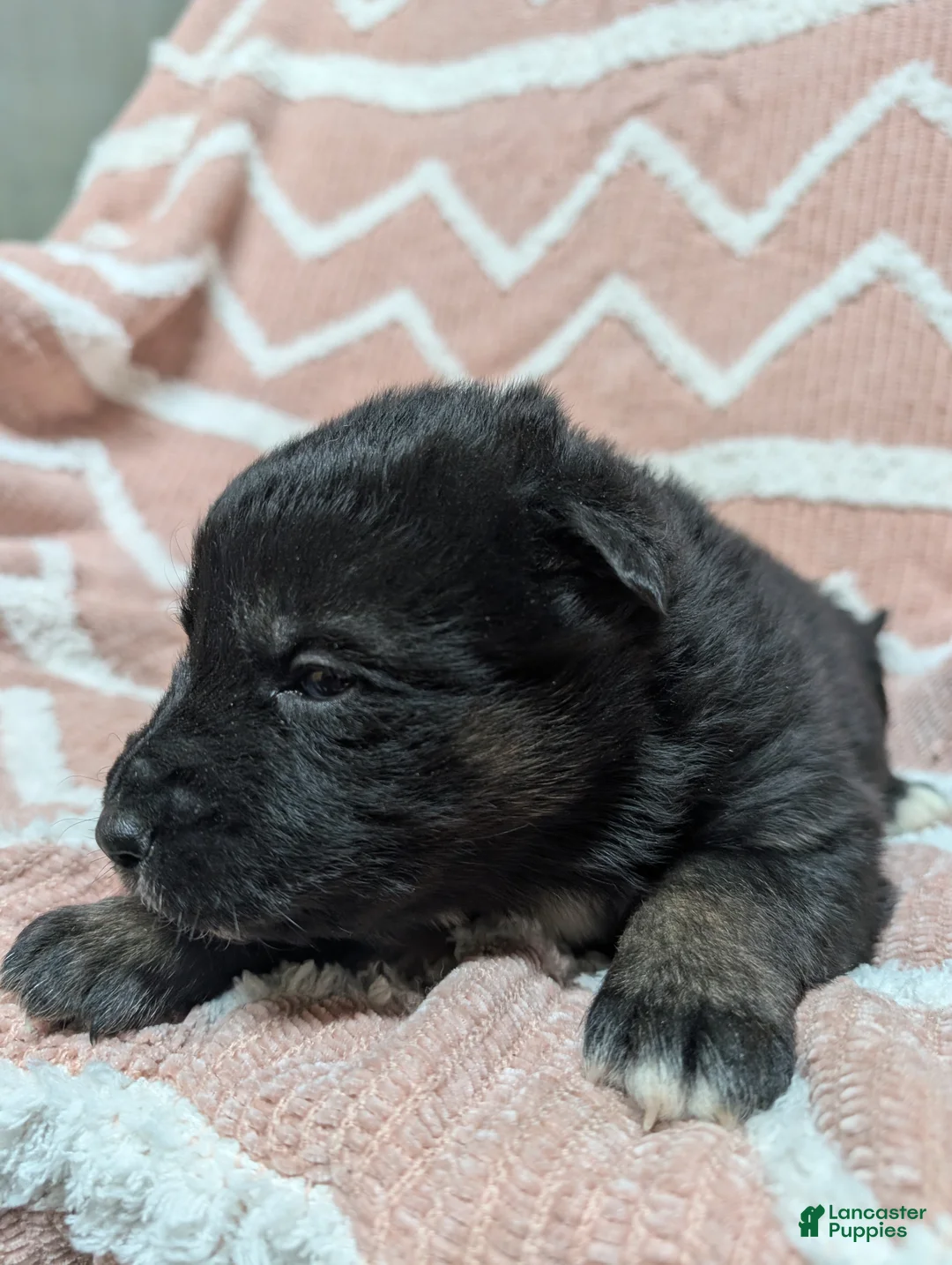 Gerberian Shepsky dogs for sale: Camilla  - Ad 1