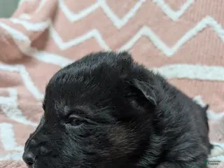 Gerberian Shepsky dogs Camilla - Ad 2