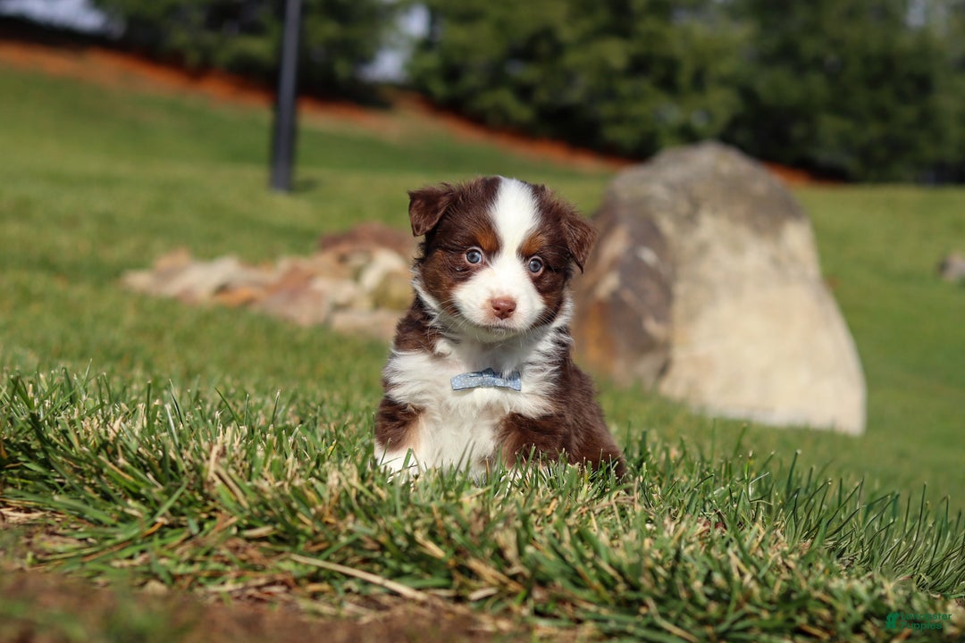 Miniature Australian Shepherd dogs for sale: Rudolph - Ad 3
