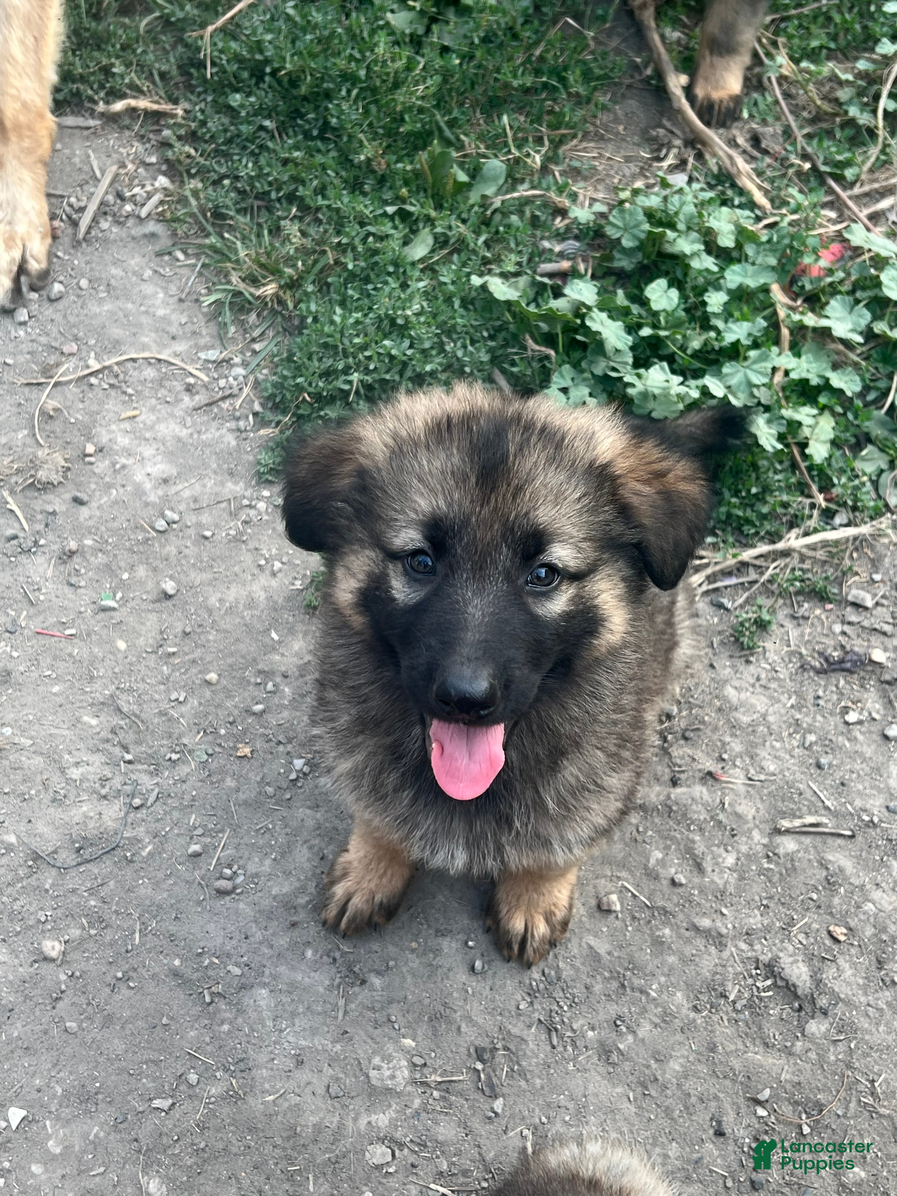 German Shepherd dogs German Shepherd 1 - Ad 1