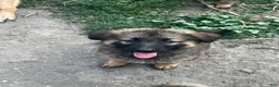 German Shepherd dogs for sale: German Shepherd 1 - Ad 1