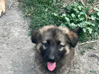 German Shepherd dogs German Shepherd 1 - Ad 1