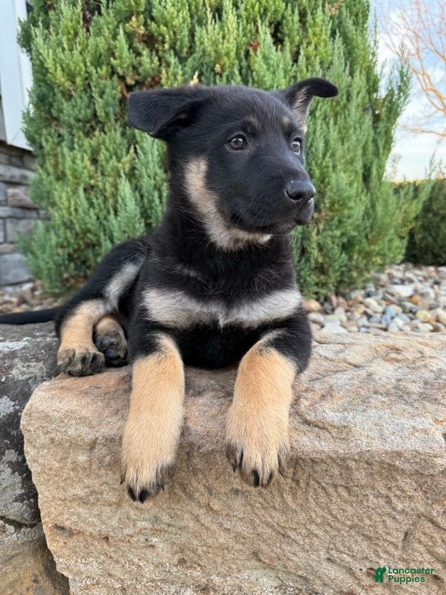 German Shepherd dogs for sale: Claudia  - Ad 2