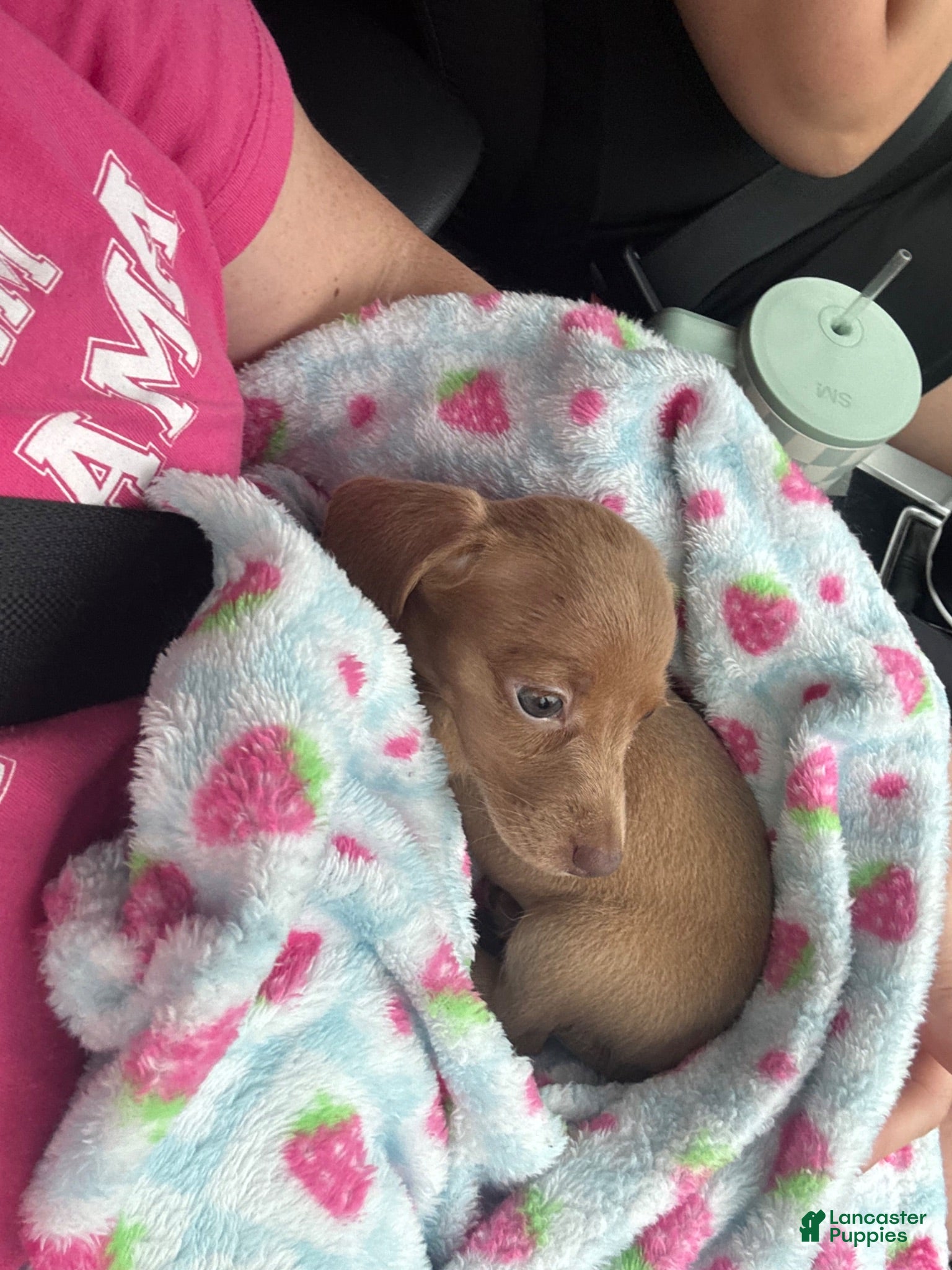 Dachshund dogs Dachshund/Reese - Ad 42