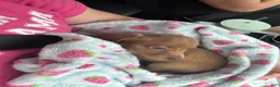 Dachshund dogs for sale: Dachshund/Reese - Ad 1