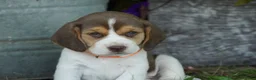 Beagle dogs for sale: Otis - Ad 3