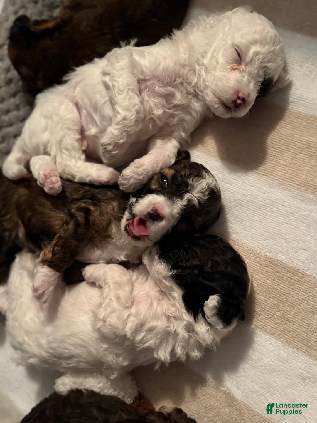 Mini Bernedoodle dogs for sale: Merlot - Ad 2