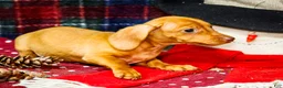 Miniature Dachshund dogs for sale: Ronnie - Ad 9