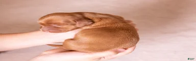 Cora